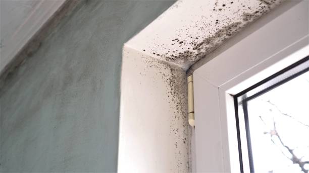 Best Mold Remediation  in Jacksonville, AR