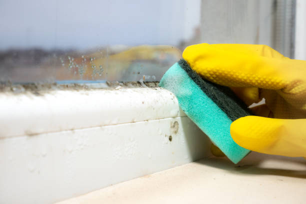 Best Certified Mold Removal  in Jacksonville, AR