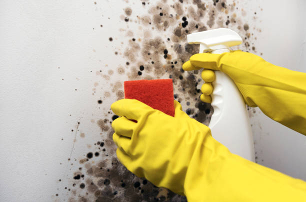 Best Mold Testing  in Jacksonville, AR