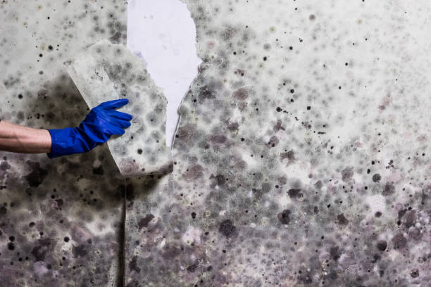 Certified Mold Removal in Jacksonville, AR