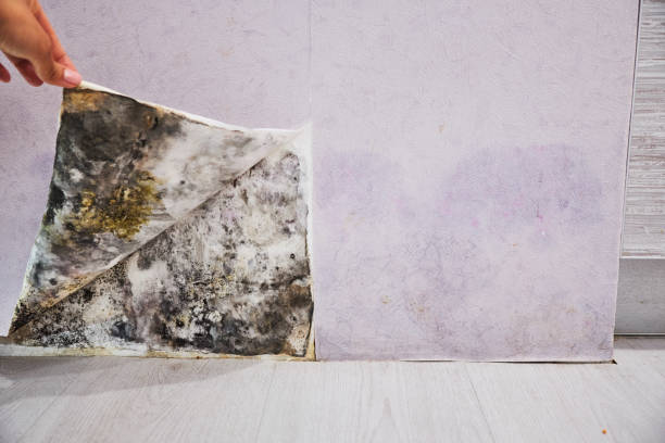 Best Mold Remediation Services  in Jacksonville, AR